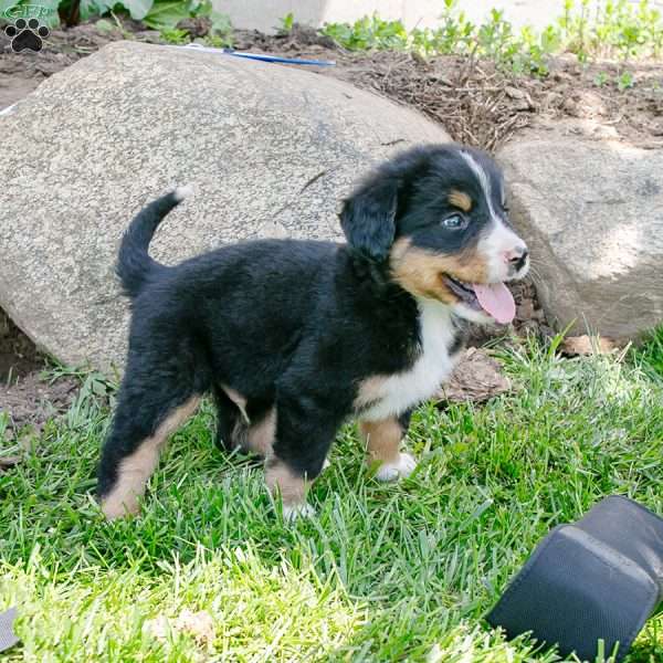 Ricky, Bernedoodle Puppy